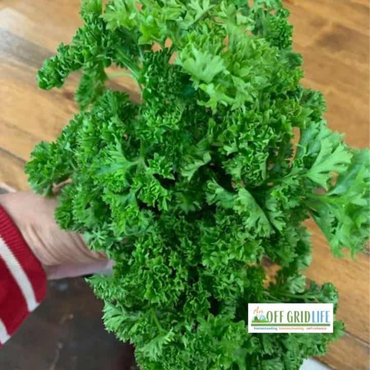 A person holding a bunch of parsley on a table.