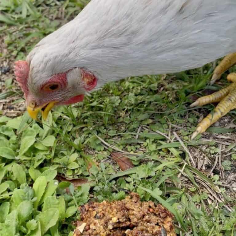 DIY Flock Block for Chickens An Off Grid Life
