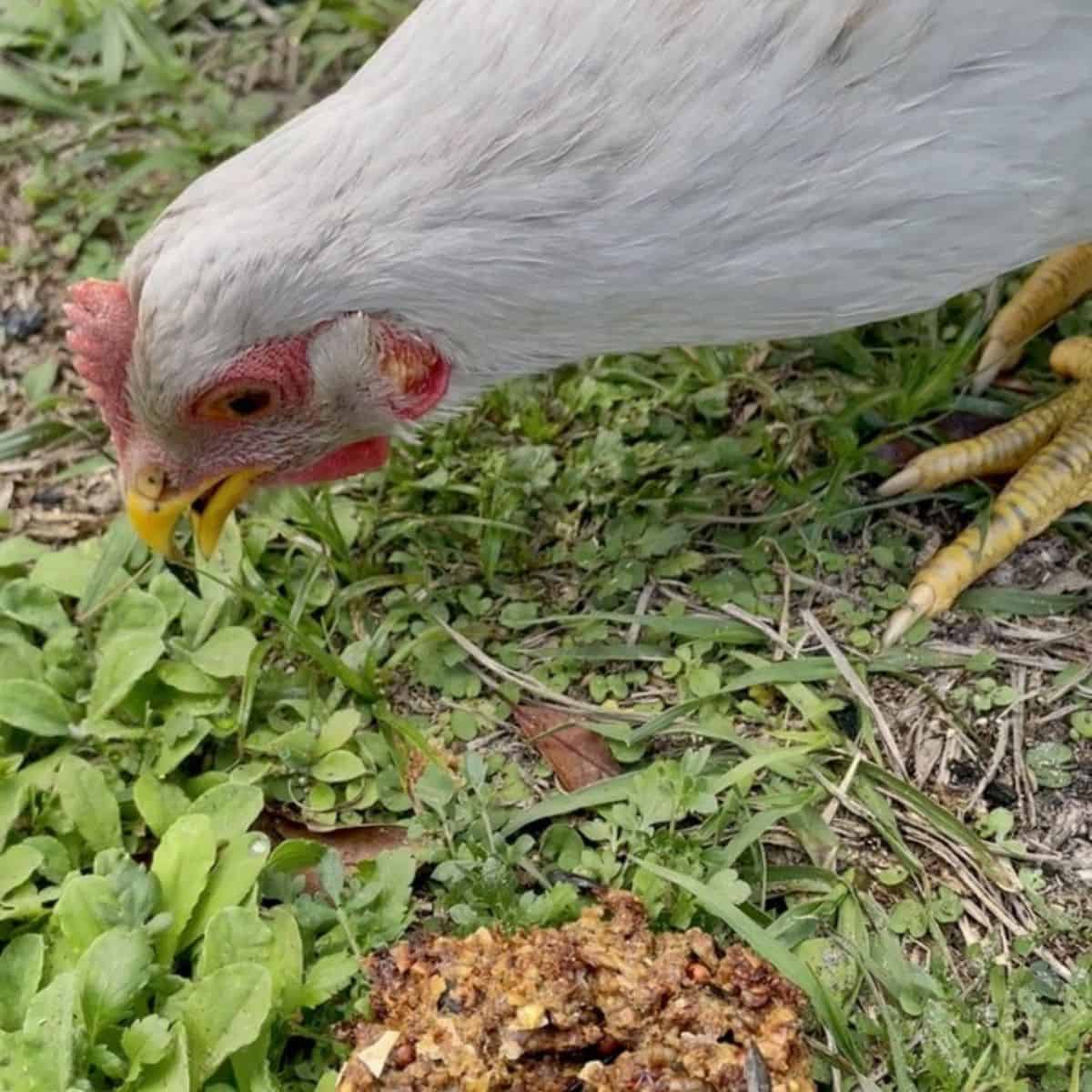 DIY Flock Block for Chickens An Off Grid Life