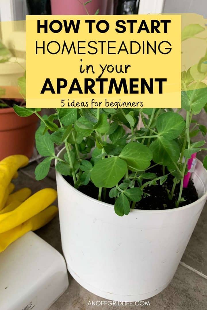 How to start homesteading in your apartment.