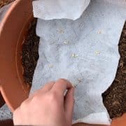 A hand placing seeds on a paper towel inside a terracotta pot filled with soil.