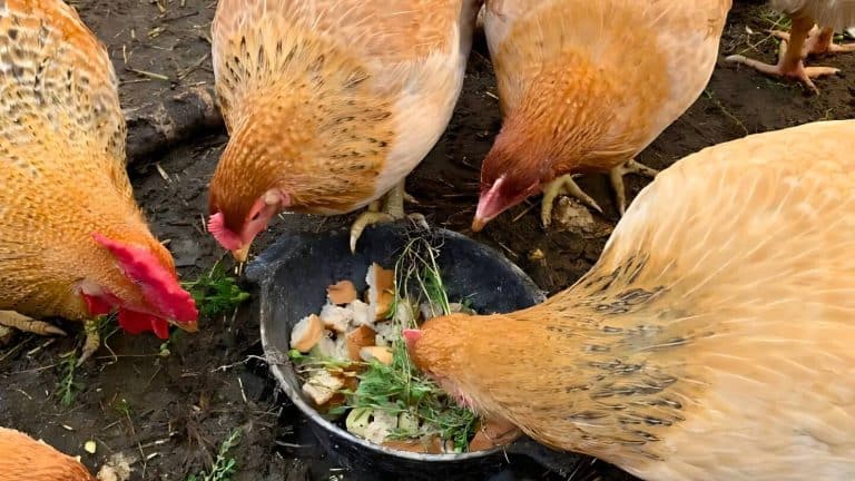 Four chickens pecking at food scraps in a black bowl on the ground.