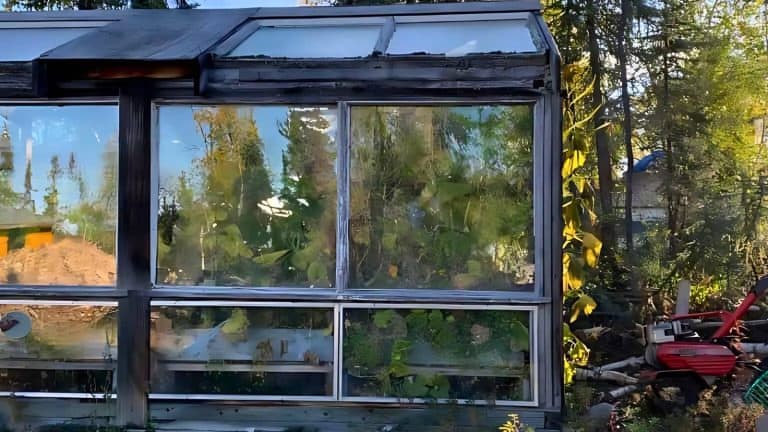 A weathered greenhouse with clear glass walls, surrounded by trees and vegetation, reflects the sunlight. Gardening tools are visible nearby.