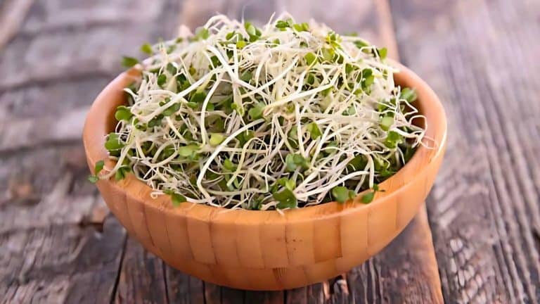 A wooden bowl filled with fresh alfalfa sprouts sits on a rustic wooden surface.