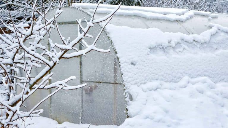 A snow-covered greenhouse with frosted windows stands next to a snow-laden tree branch.