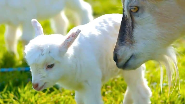 A baby goat stands on green grass near an adult goat, with sunlight illuminating their fur.