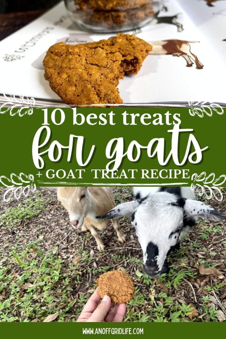 10 best treats for goats and goat treat recipe.