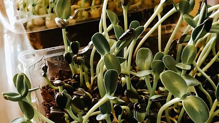 Close-up of sunflower sprouts growing in soil inside a transparent container, with light green stems and leaves.