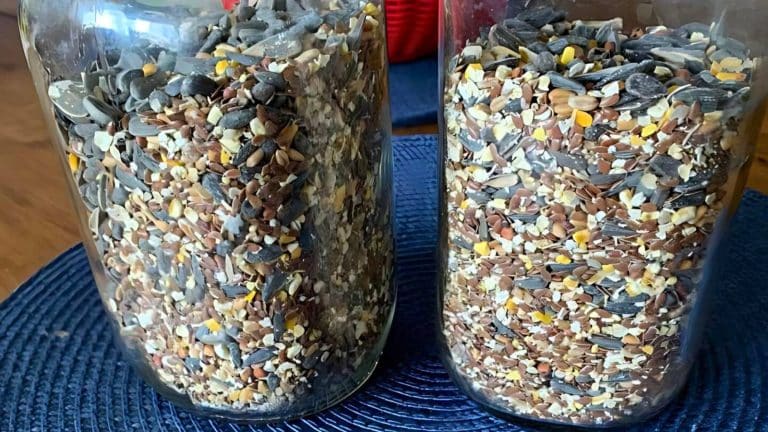 Two glass jars filled with mixed bird seeds, including sunflower seeds and millet, placed on a blue woven mat.