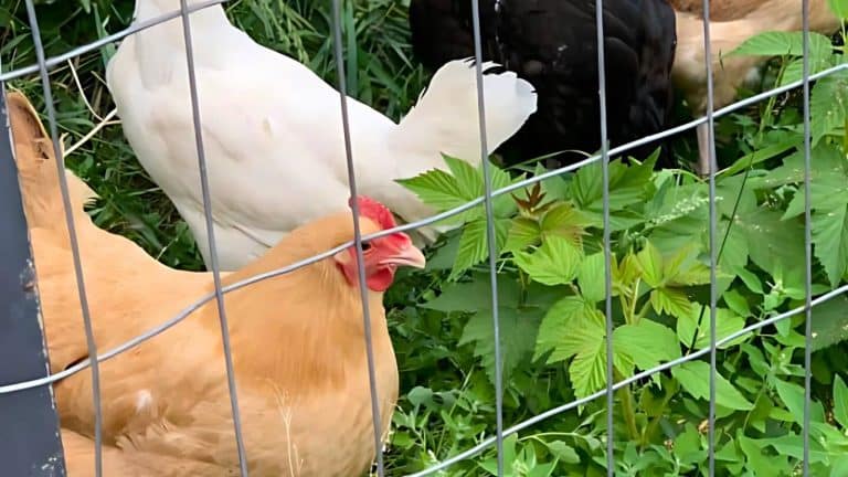 Three chickens, one brown, one white, and one black, are behind a wire fence in a grassy area with green plants.