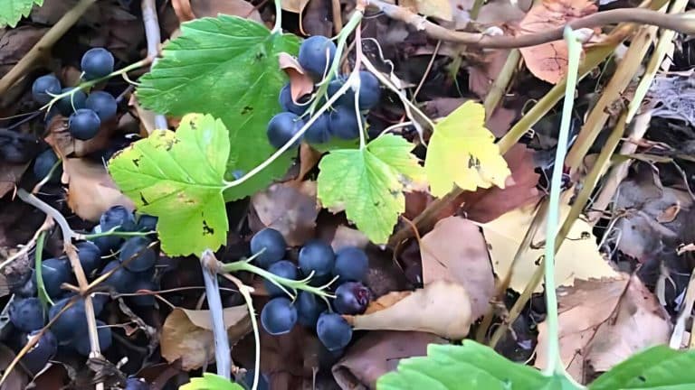 A cluster of dark purple grapes with green and yellowing leaves lies on the ground among dried leaves and brown vines.