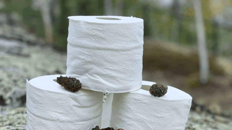 Three rolls of toilet paper stacked outdoors, with small pine cones placed on top and around them. Blurred natural background.
