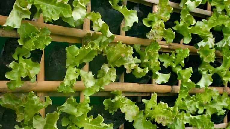 Green lettuce plants growing vertically on a bamboo trellis.