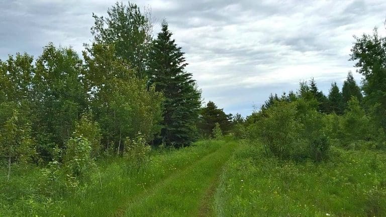 A narrow, grassy path winds through a lush, green forest under a cloudy sky.