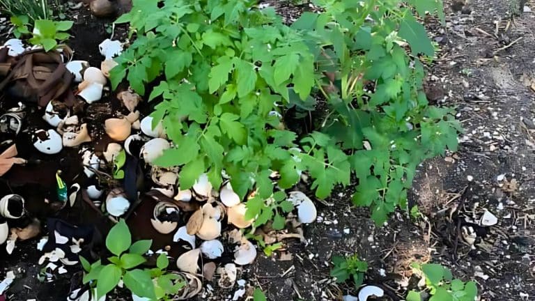 Small green plants growing in soil surrounded by broken eggshells.