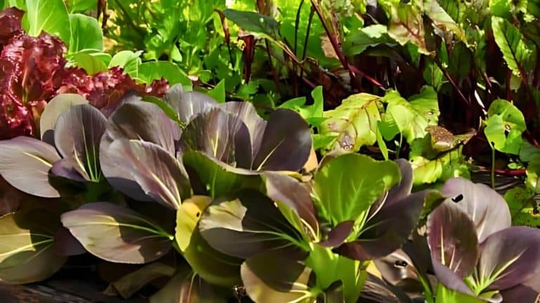 A variety of leafy vegetables including lettuce and bok choy grow in a garden.