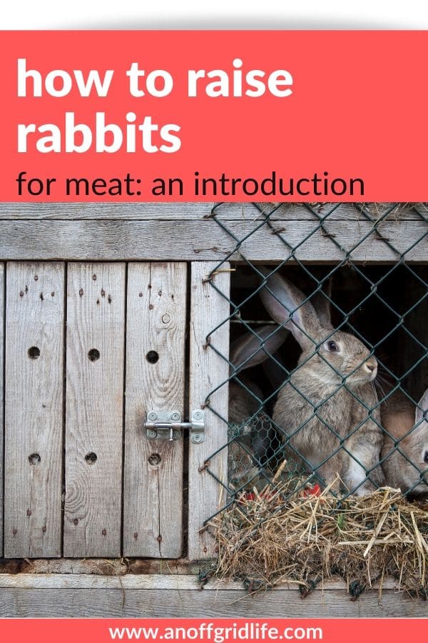 How to Raise Rabbits For Meat An Off Grid Life