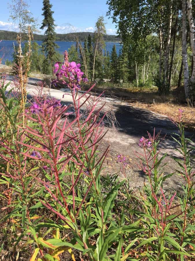 fireweed in NWT