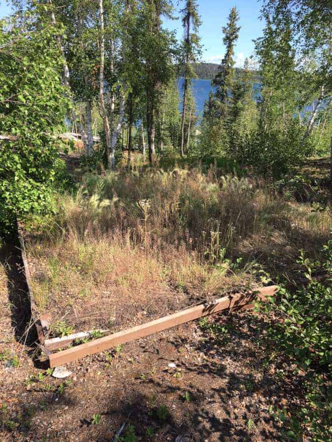 overgrown vegetable garden NWT