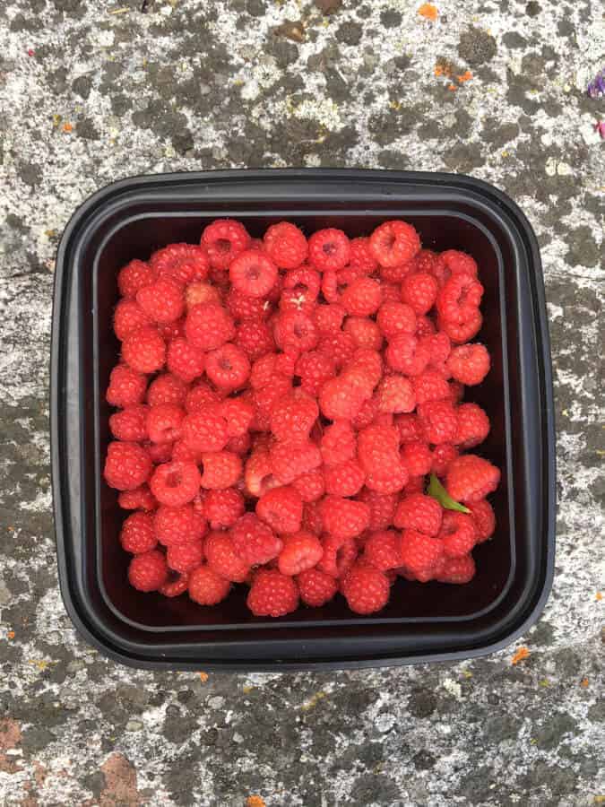 raspberries from our ever-bearing raspberry bushes NWT 