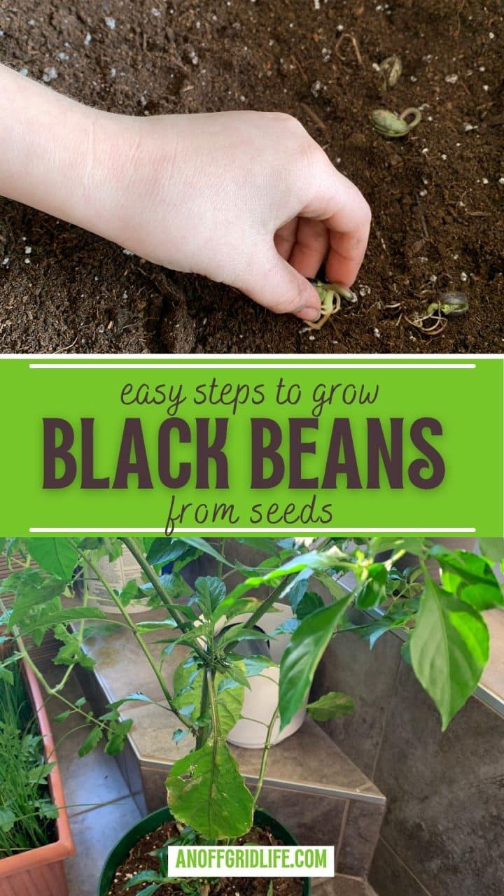 A hand plants black bean seeds in soil above a banner reading "Easy steps to grow black beans from seeds," with a healthy black bean plant in a pot below.