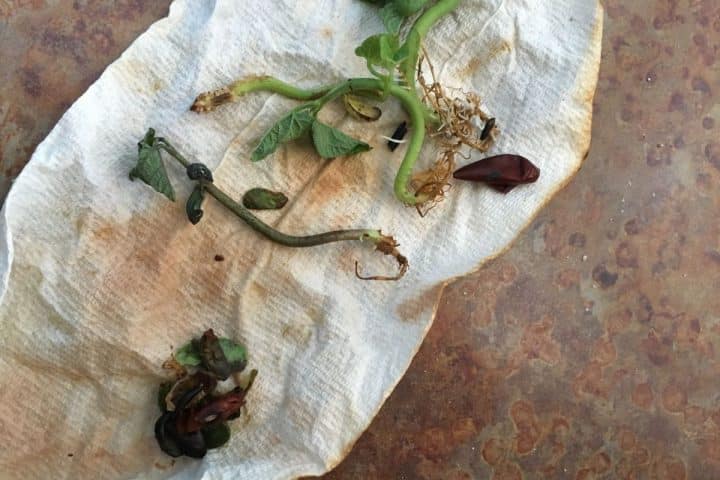 Sprouted and decaying potato pieces on a paper towel, placed on a rust-colored surface.