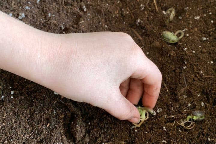 A hand planting a small sprouted seedling into dark soil, with other seedlings visible nearby.