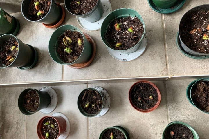 Several small potted plants, perfect for learning how to grow black beans, are arranged on a tiled floor next to a mirror that reflects their fresh green sprouts.