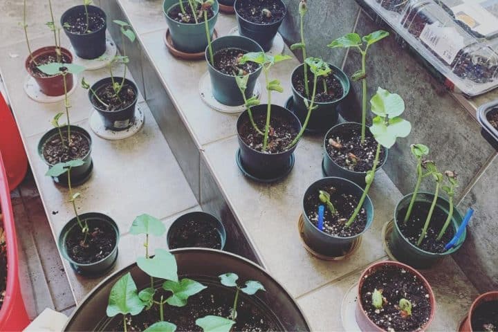 Several small potted plants with green stems and leaves are arranged on steps and a windowsill indoors, receiving natural sunlight.
