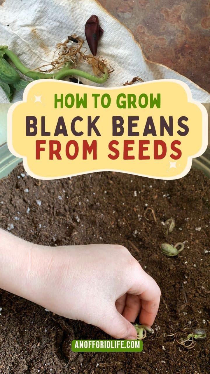 A hand plants black bean seeds in soil, with sprouted beans and a towel in the background. Text overlay reads: “How to Grow Black Beans From Seeds.”.
