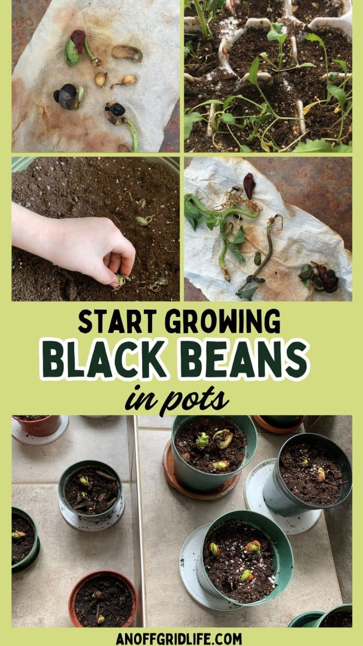 Step-by-step process of growing black beans in pots, from sprouting seeds on paper towels to planting seedlings in soil-filled pots.