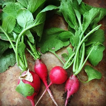 Four freshly harvested radishes with green leaves and some soil, displayed on a brown textured surface.