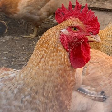 A close-up of a light brown rooster with a bright red comb and wattles, standing outdoors at a homestead with other chickens in the background.