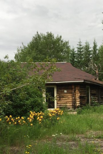 A small, rustic log cabin with a brown roof sits among trees and overgrown grass, with yellow flowers in the foreground under a cloudy sky. No cabin building permits for this 40+ year-old cabin.