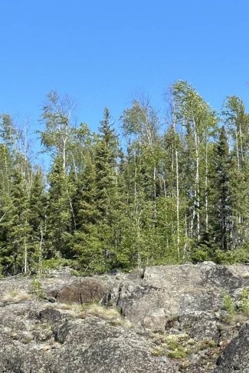 Rocky terrain with sparse vegetation in the foreground and a dense forest of coniferous trees under a clear blue sky in the background, the type of property that requires off grid land financing.