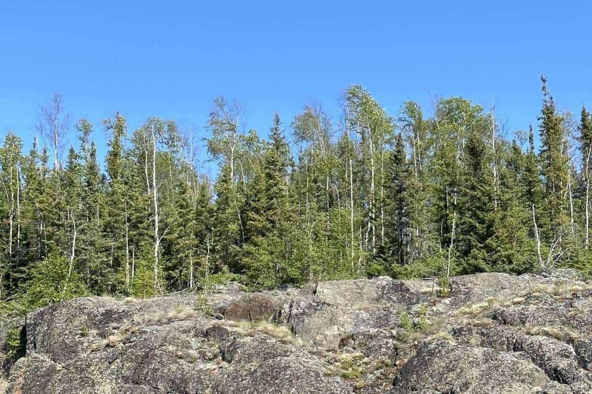 Rocky terrain with sparse vegetation in the foreground and a dense forest of coniferous trees under a clear blue sky in the background, the type of property that requires off grid land financing.