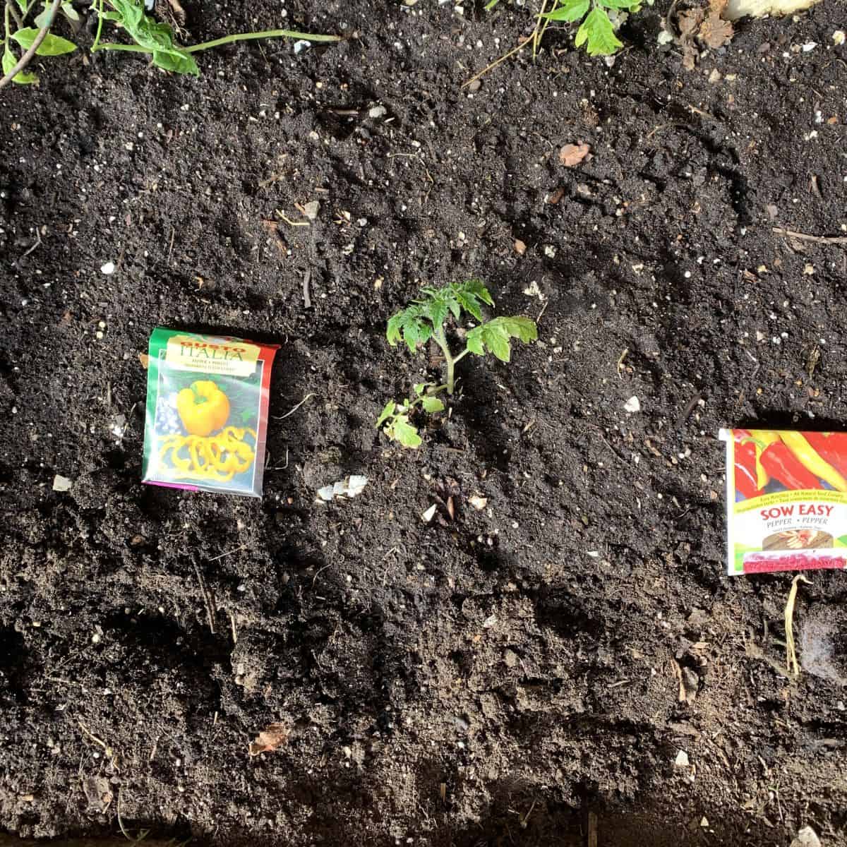 A small tomato plant grows in soil, flanked by a yellow tomato seed packet on the left and a red beet seed packet on the right.