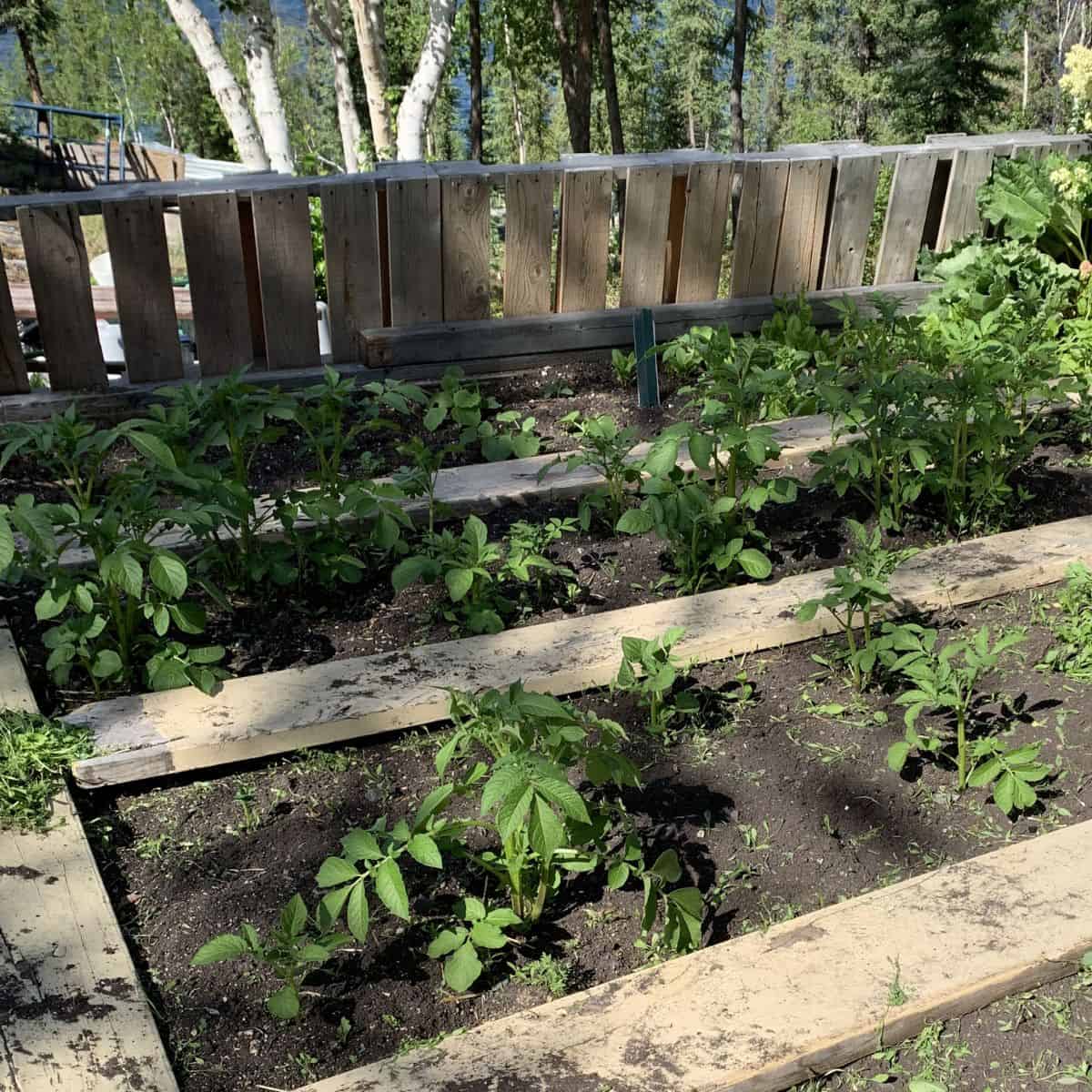 Raised garden bed with rows of young green plants growing in dark soil, surrounded by wooden planks and a wooden fence in a forested area.