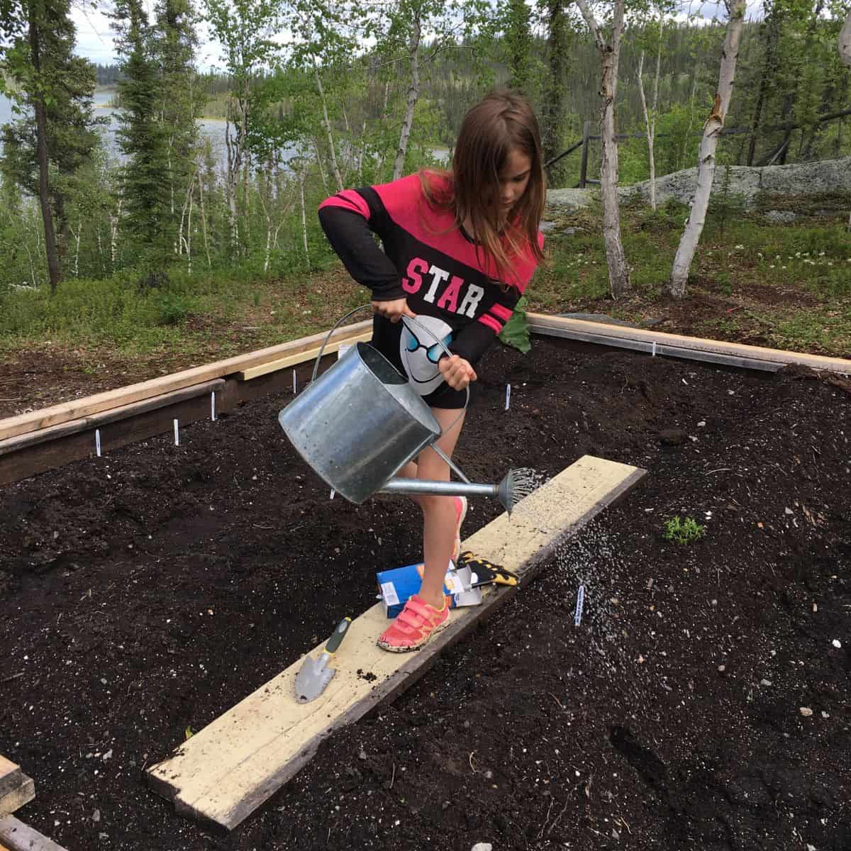 A girl waters a raised garden bed with a metal watering can, standing on a wooden plank in an outdoor setting with trees in the background. After year 2 of spring soil remediation.
