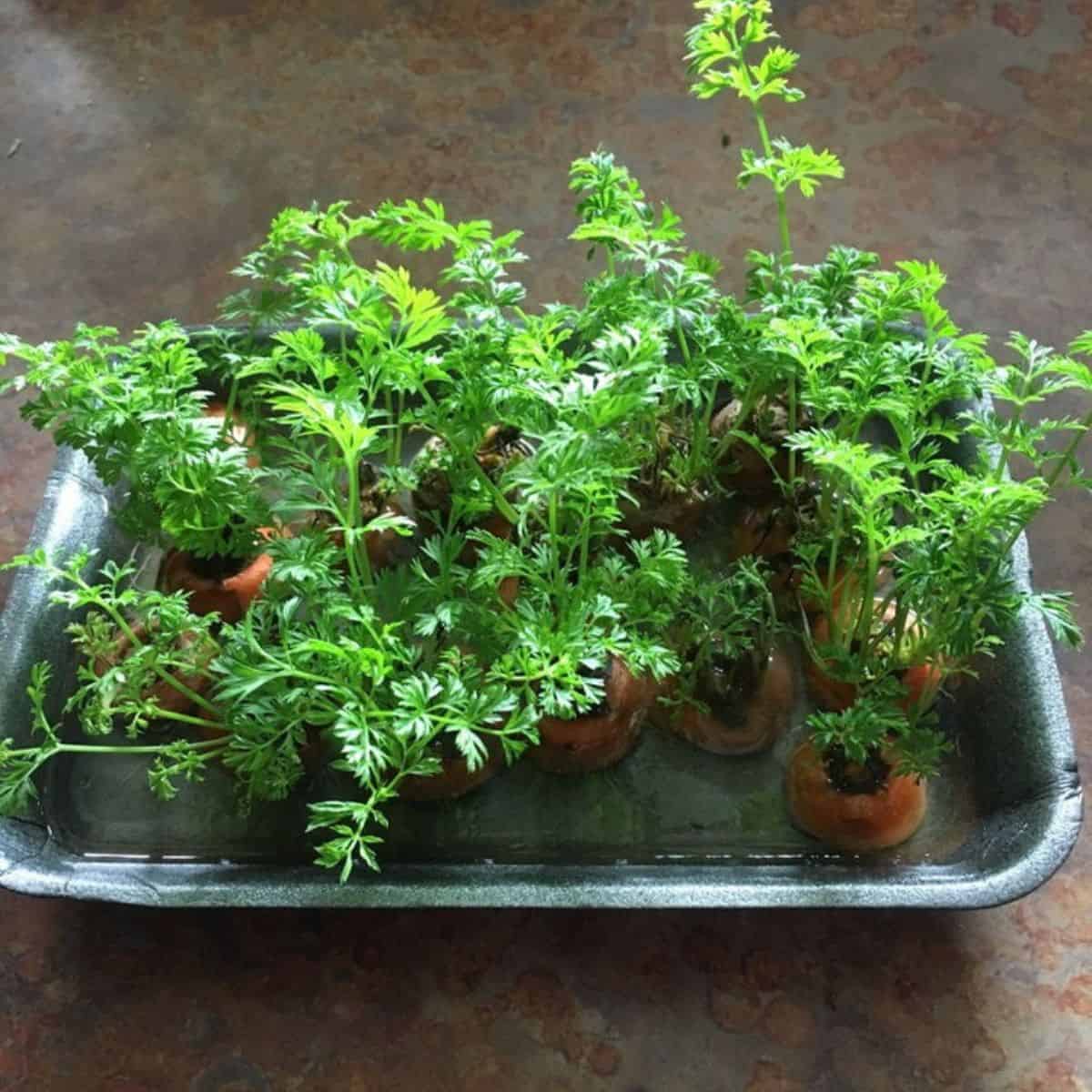 A metal tray filled with water holds several carrot tops, each sprouting green leafy stems.