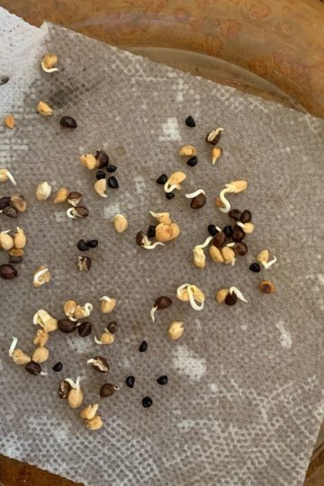 Sprouting survival garden seeds on a damp paper towel placed in a shallow glass dish, with a few seeds showing small white roots.