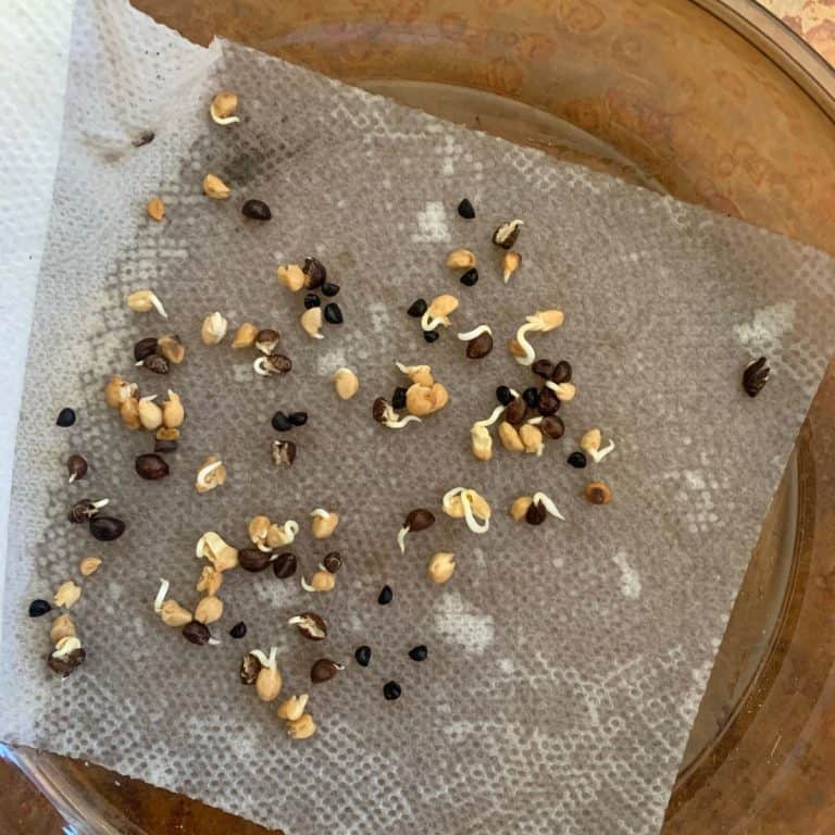 Sprouting survival garden seeds on a damp paper towel placed in a shallow glass dish, with a few seeds showing small white roots.