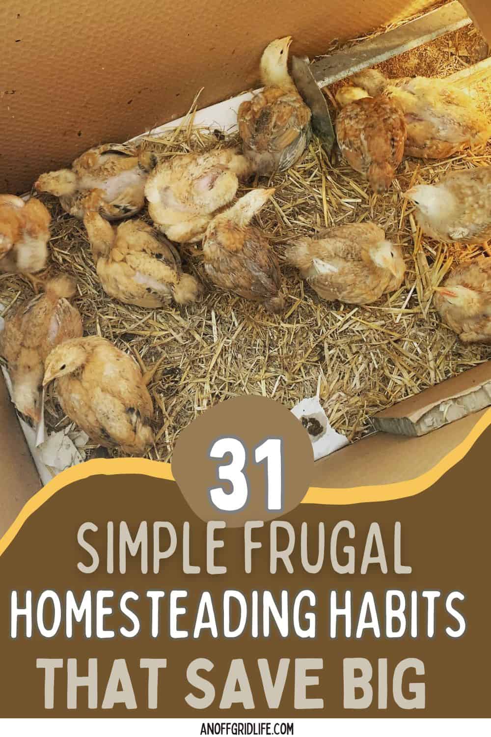 A group of young chickens sits on straw in a cardboard box; text reads "31 Simple Frugal Homesteading Habits That Save Big.
