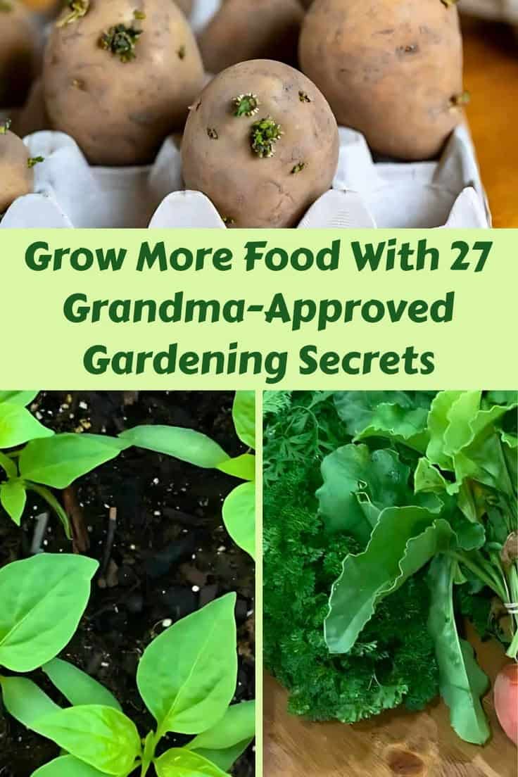 A carton of sprouting potatoes, young green plants in soil, and leafy vegetables with text: "Old School Gardening: Grow More Food With 27 Grandma-Approved Gardening Secrets.