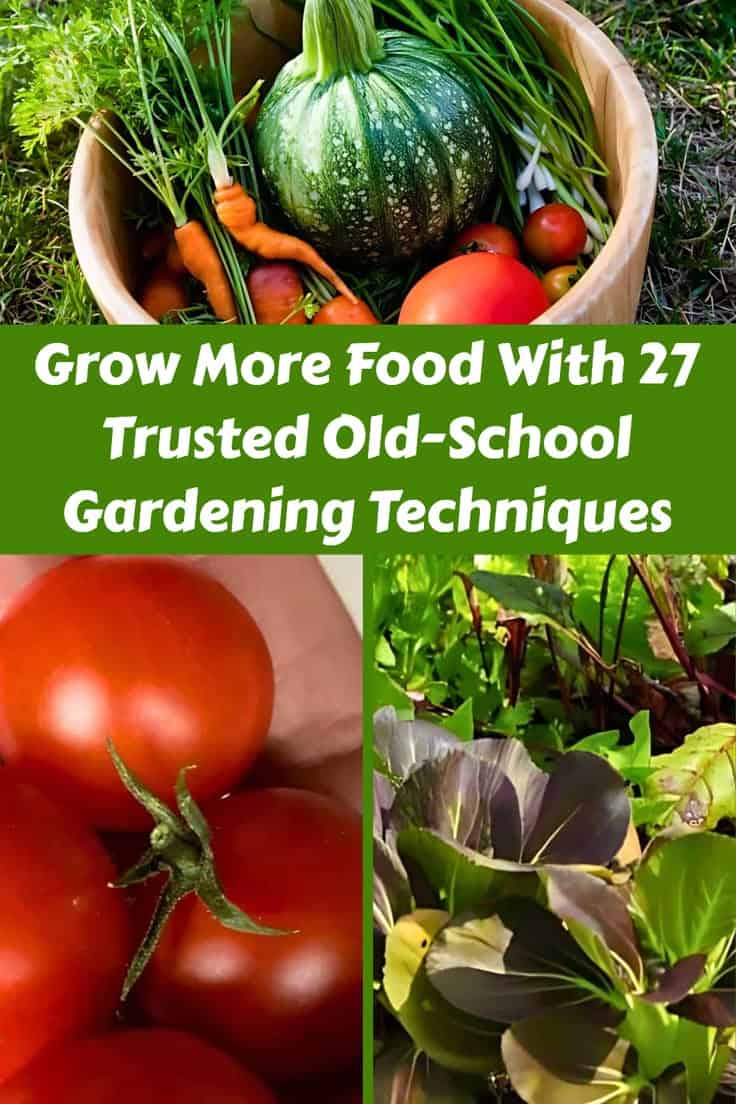 A basket of harvested vegetables, ripe tomatoes, and leafy greens, with text. Old school gardening Grow More Food With 27 Trusted Old-School Gardening Techniques.