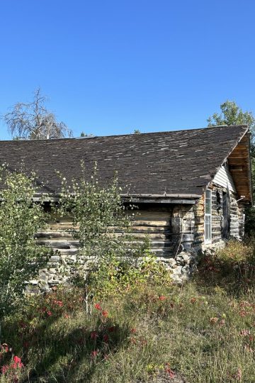 A weathered log cabin with a dark shingle roof stands partially hidden by overgrown bushes and grass under a clear blue sky.