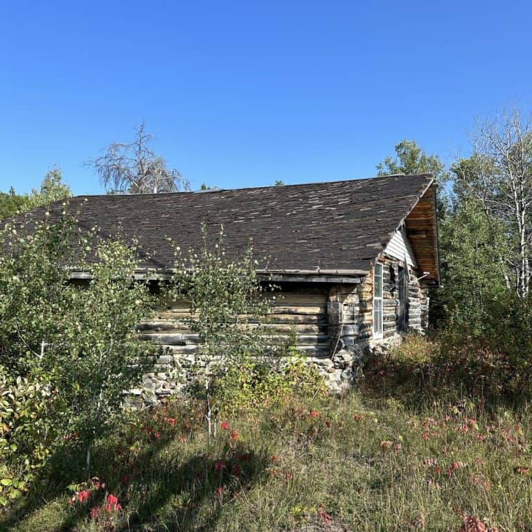 A weathered log cabin with a dark shingle roof stands partially hidden by overgrown bushes and grass under a clear blue sky.