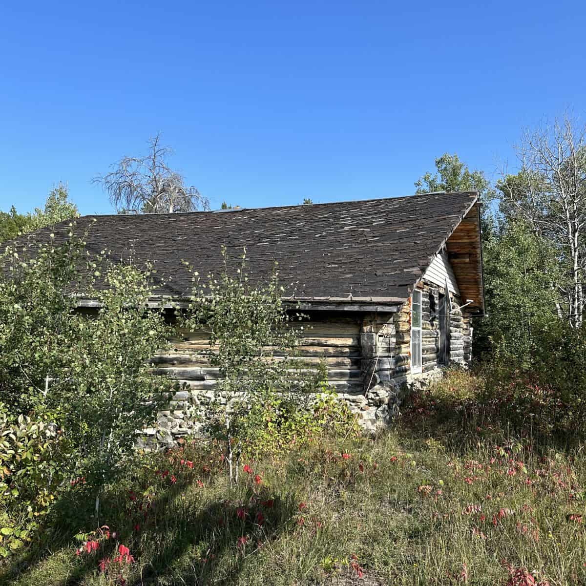 A weathered log cabin with a dark shingle roof stands partially hidden by overgrown bushes and grass under a clear blue sky.