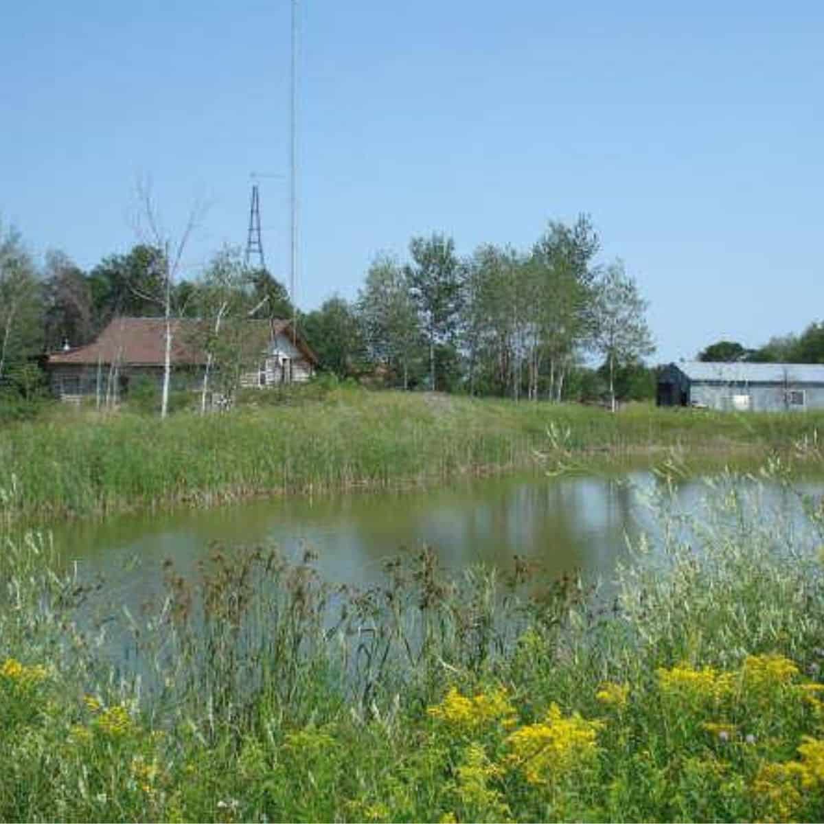 A small pond with tall grass and yellow wildflowers in the foreground, trees and buildings in the background, and a tall antenna visible against a clear blue sky.
