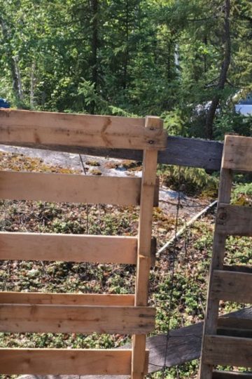 Two wooden pallets are leaning vertically against each other outdoors, with a background of trees and greenery in the sunlight.